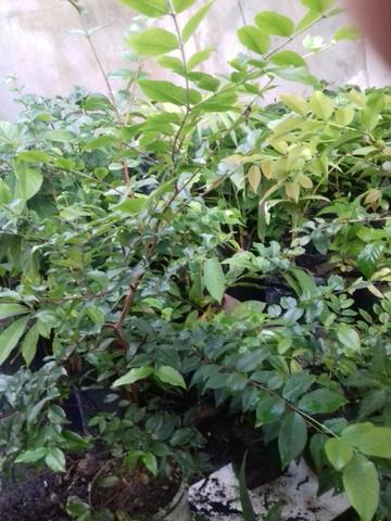 Mudas de diversas plantas e frutas