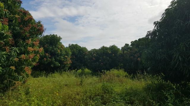Fazenda 50 Hectares beira de rio Sâo Francisco - Venda - Foto 19
