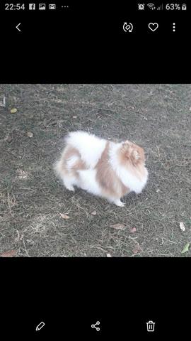 Spitz alemão anão!!