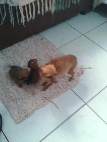 Pinscher fêmeas zero