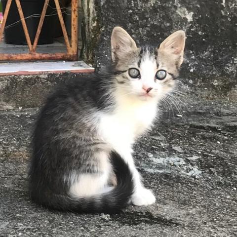 Uma gatinha pra você