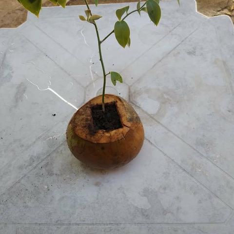 Mudas plantas medicinais - Foto 3