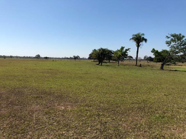 Fazenda 1.200 hectares á venda em Poconé MT - Foto 4