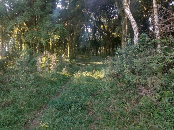 Terreno à venda em Ana rech, Caxias do sul cod:905 - Foto 2