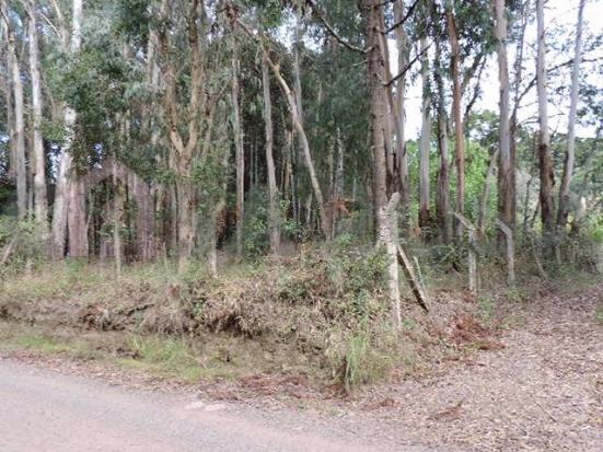 Chácara à venda em Desvio rizzo, Caxias do sul cod:206 - Foto 3