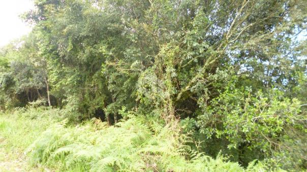 Terreno à venda em Garibaldina, Garibaldi cod:9906884 - Foto 5