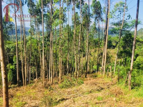 Sítio à venda em Ribeirão souto, Pomerode cod:1875 - Foto 17
