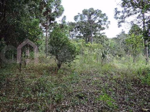 Chácara à venda em Desvio rizzo, Caxias do sul cod:206 - Foto 10