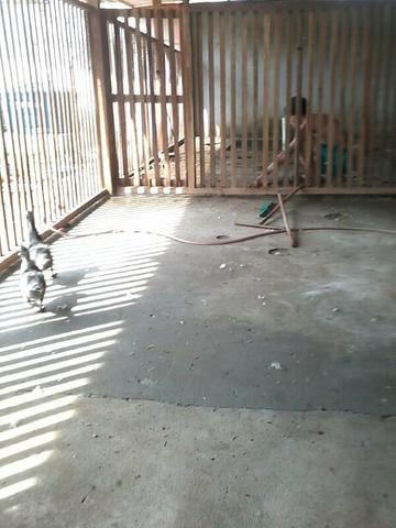 Alugo ou Vendo terreno 22x50m, na zona rural de Iranduba - Aluguel R$ 400- Venda R$ 50mil - Foto 19