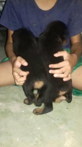 Vendo três Rotwailler fêmeas - Foto 4