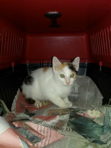 Temos vários gatinhos de abrigo para adoção - Faça a diferença - Foto 3