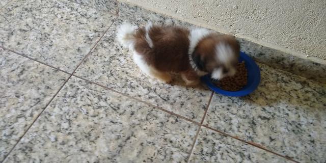 Vende-se filhote de Shitz puro macho 600 já vacinado - Foto 2
