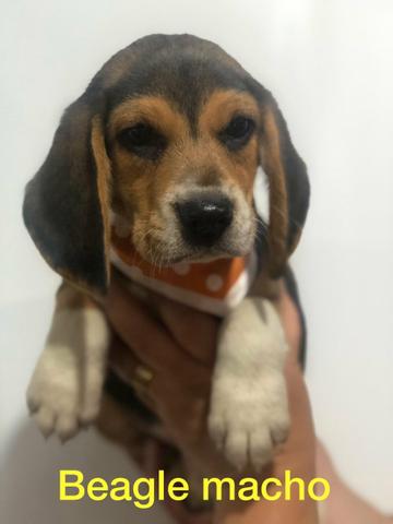 Filhotes de beagle macho super fofo