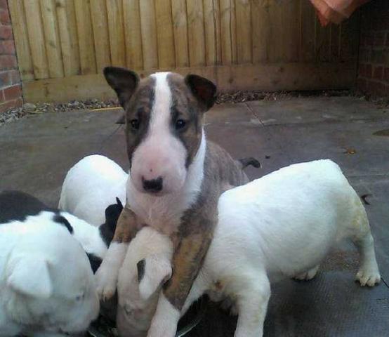 Bull Terrier Inglês * Geovane Mendes - Foto 3