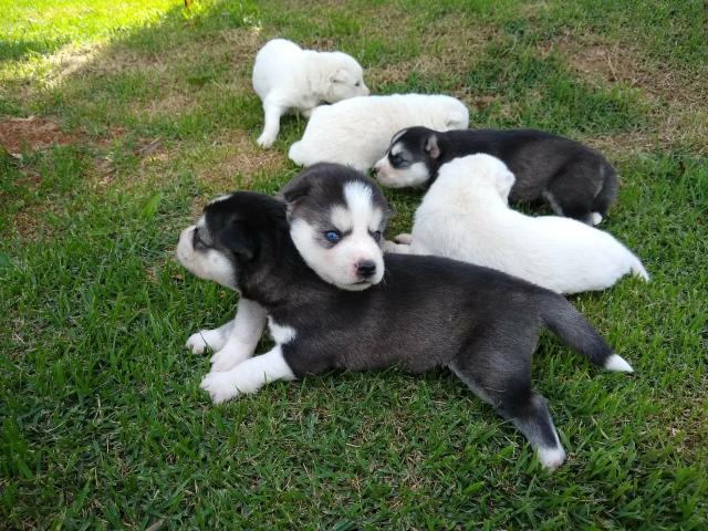 Husky Siberiano - Foto 4