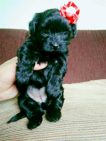 Poodle pretinha Micro - Foto 2