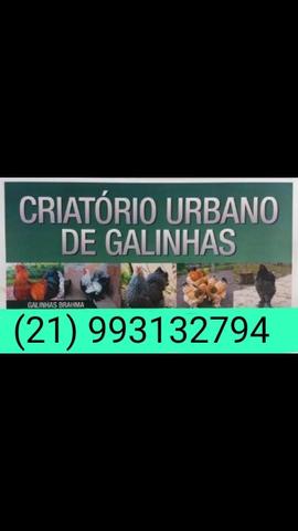 Galos, Galinhas e Pintinhos Brahma - Foto 6
