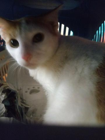 Temos vários gatinhos de abrigo para adoção - Faça a diferença - Foto 6