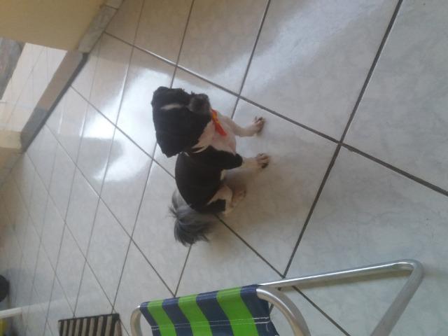 Cachorro raça Shih Tzu