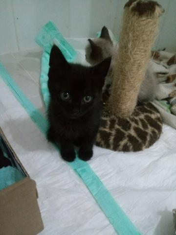 Temos vários gatinhos de abrigo para adoção - Faça a diferença - Foto 2