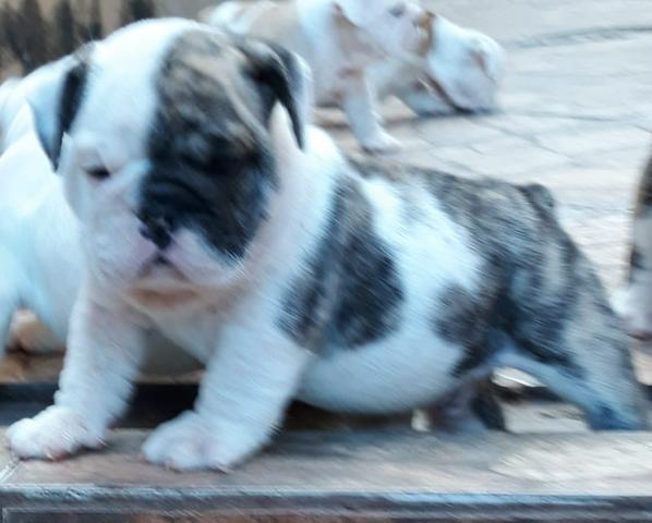 Bulldog inglês com Pedigre - Foto 2