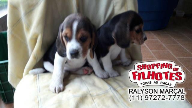 Beagle mini a pronta entrega, (bicolor/tricolor) com garantia de saúde - Foto 4