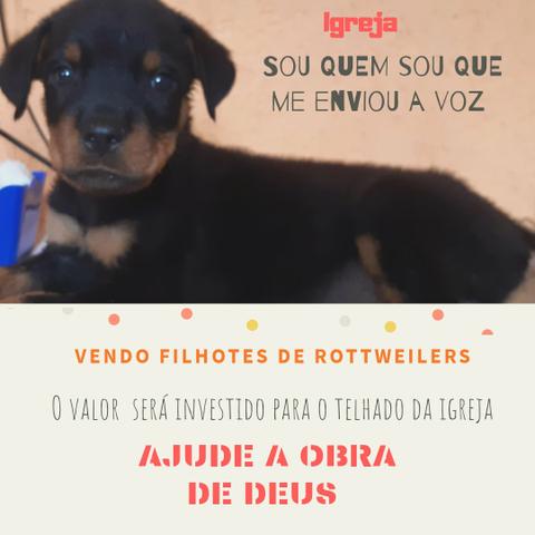 VENDO FILHOTE rottweiler