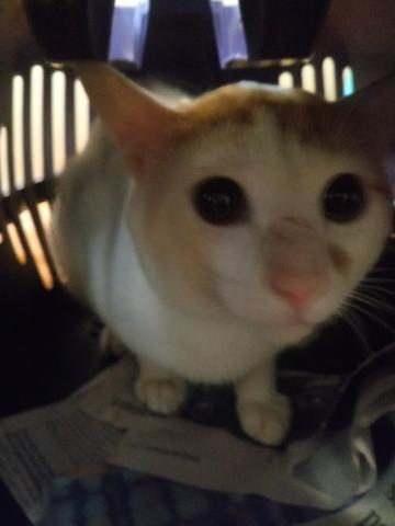 Temos vários gatinhos de abrigo para adoção - Faça a diferença - Foto 5