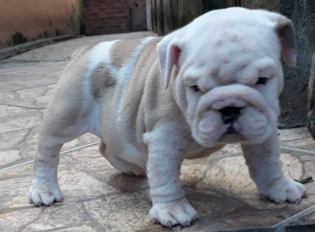 Bulldog inglês com Pedigre - Foto 4