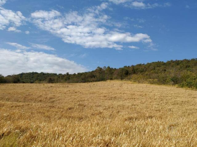 Fazenda Pecuária Santa Cecilia do Pavão PR - Foto 5