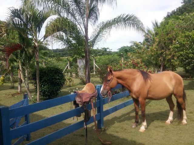 Jequitiba!! Linda fazenda de 33,4 ha WhtsAPP * Guilherme - Foto 11