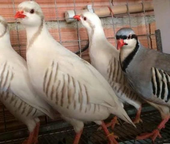 Perdiz Chukar - Foto 3