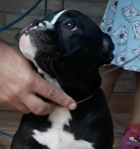 American bully - Foto 2