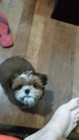 Vendo filhotes schytsu macho * parcelo no cartão 500.00