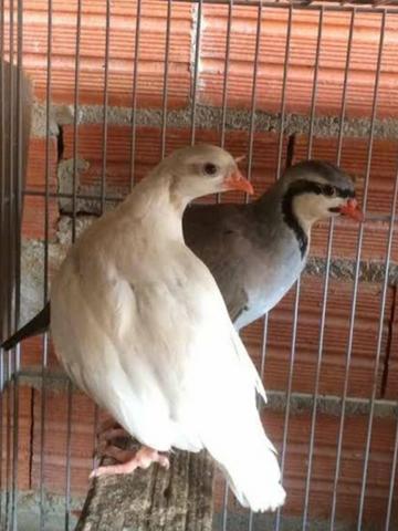 Perdiz Chukar - Foto 2