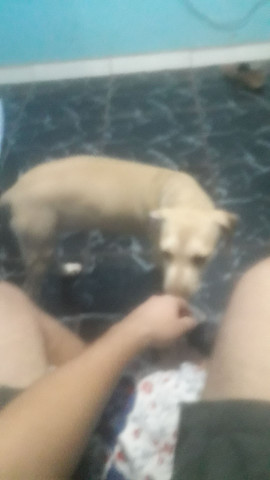 Pitbull apbt