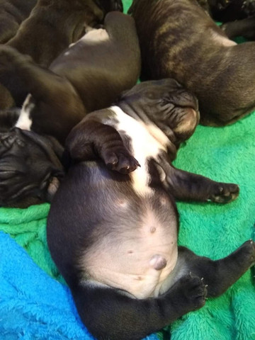 Filhotes Buldogue Francês - Foto 2