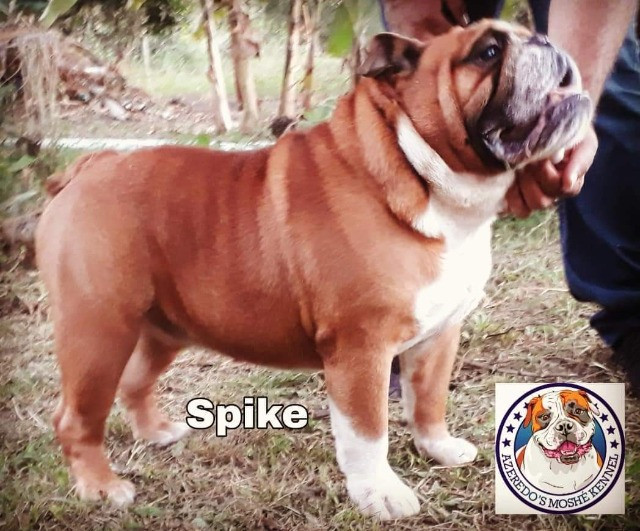 Bulldog Inglês Cobertura - Foto 2