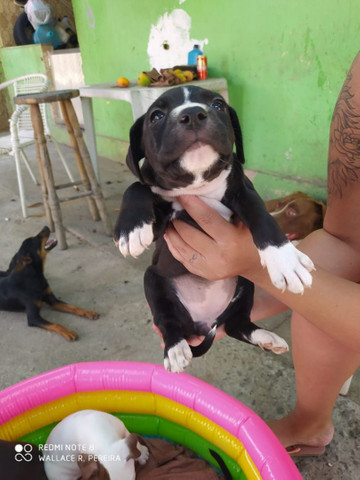 Filhotes de Pitbull disponível - Foto 6