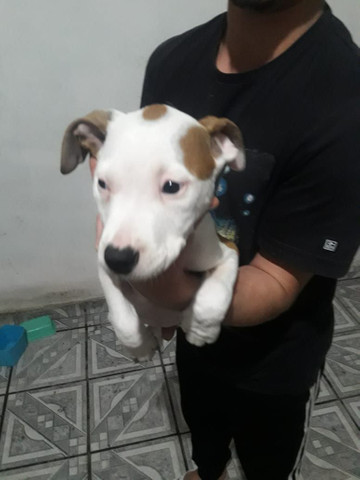 Vendo pitbull American femea