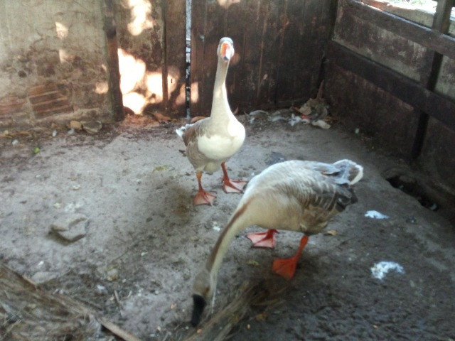 Casal de ganso sinaleiro - Foto 2