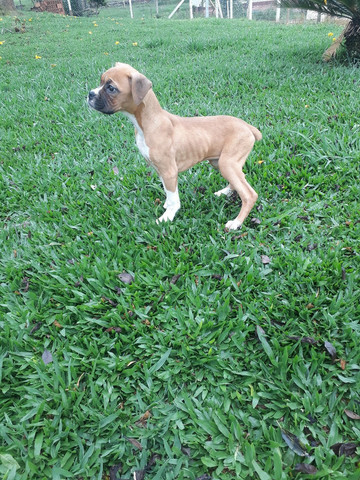Vendo casal de boxer - Foto 3