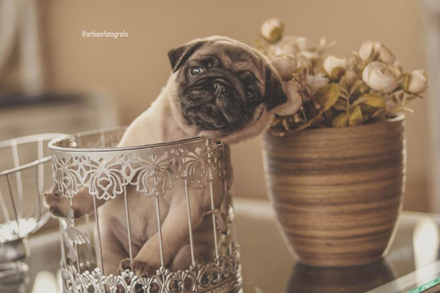 Filhotes de pug - Pura genética - Foto 2