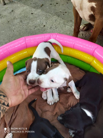 Filhotes de Pitbull disponível - Foto 3