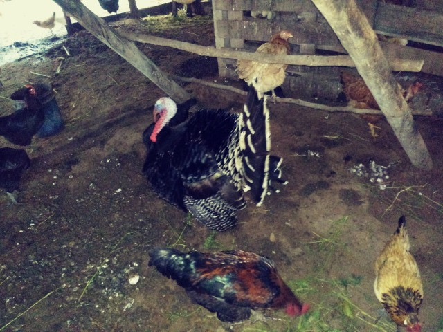 Ovos de perua - Foto 5