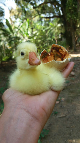 Gansos Bebezinhos Fofos - Foto 2