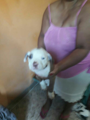 Vendo filhote de red nose lindos - Foto 2