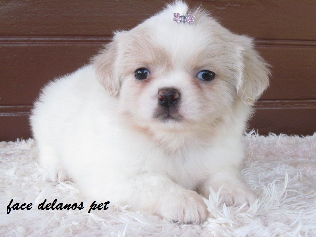 Spaniel tibetanos bebes delanos pet pronta entrega procedência unica ! - Foto 4