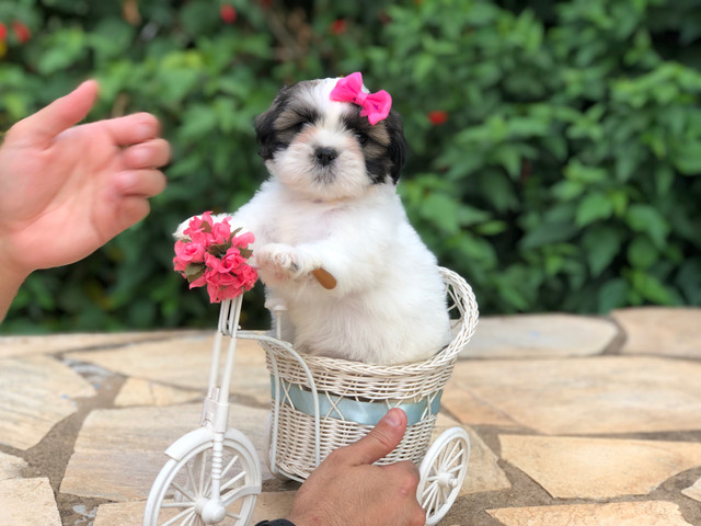 Fêmea de Shih Tzu Mini alto Padrão - Foto 4