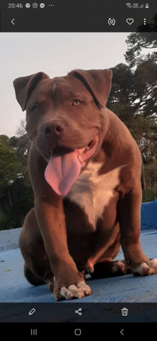 Pit Monstrs